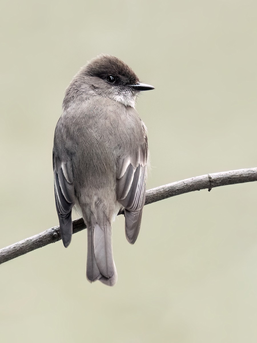 Eastern Phoebe - ML617451868