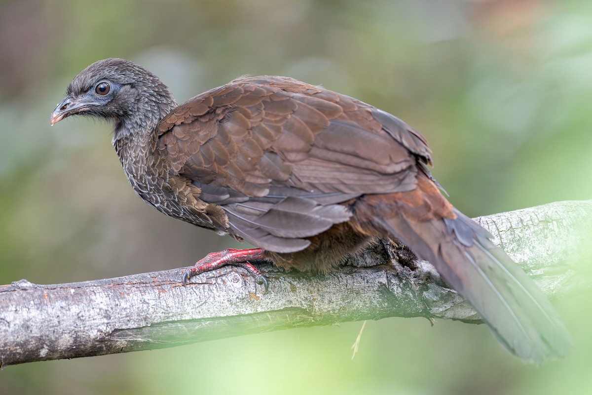 Andean Guan - ML617451878