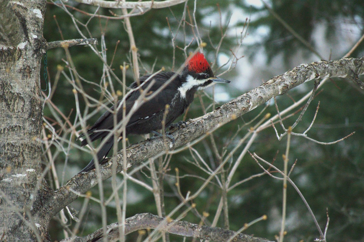 Pileated Woodpecker - ML617451916