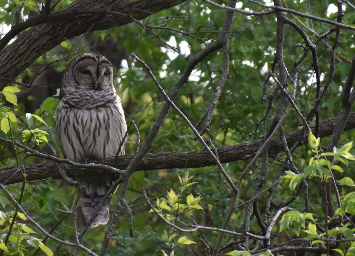 Barred Owl - ML617451944