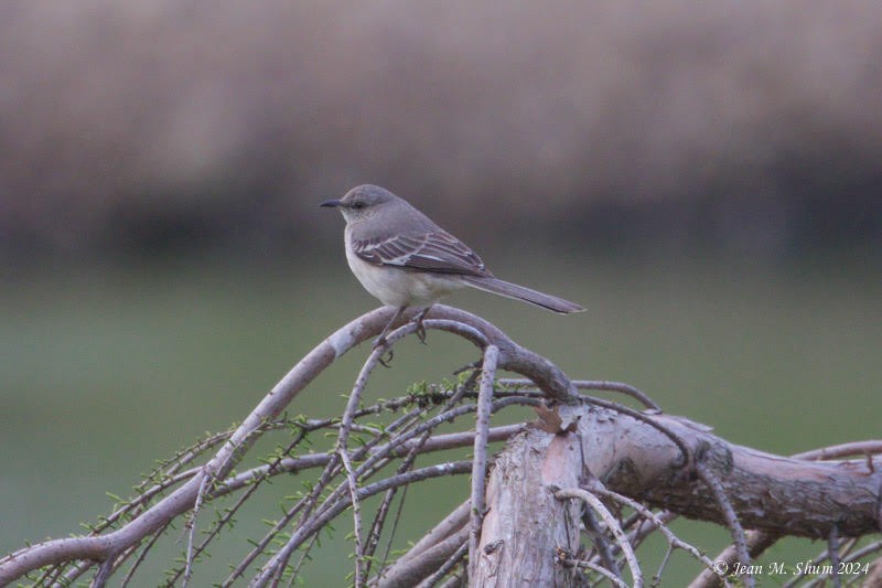 Northern Mockingbird - Anonymous