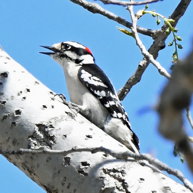 Yumuşak Tüylü Ağaçkakan (pubescens/medianus) - ML617452012