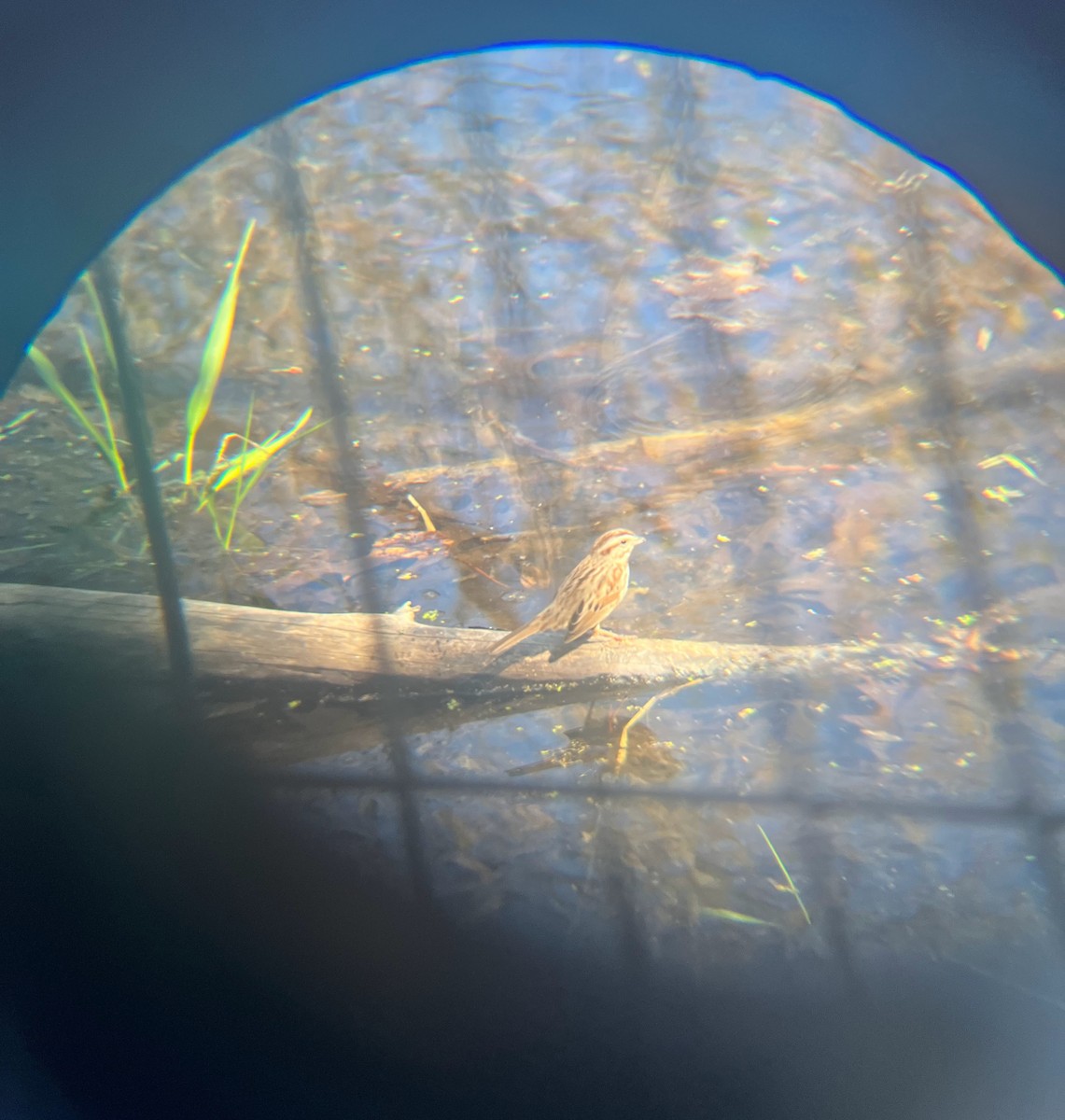 Song Sparrow - ashley leckrone