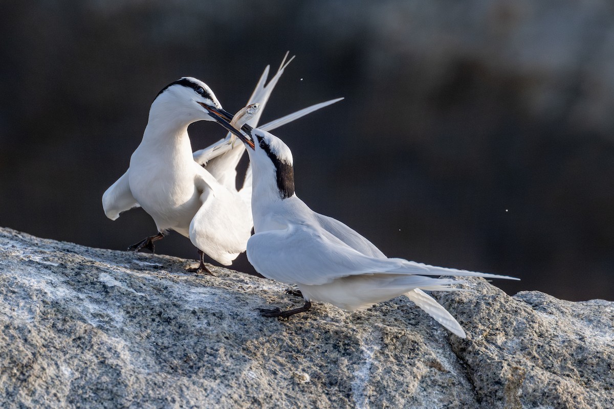 Black-naped Tern - ML617452062