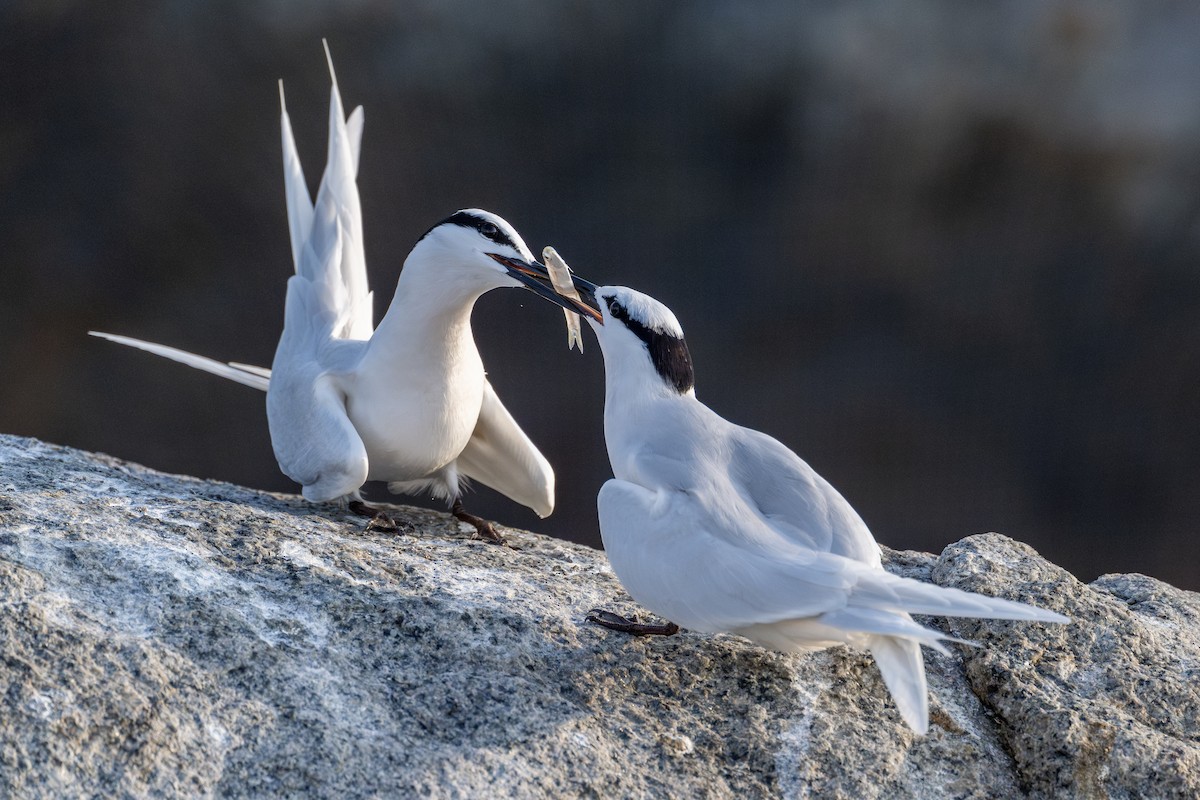 Black-naped Tern - ML617452063