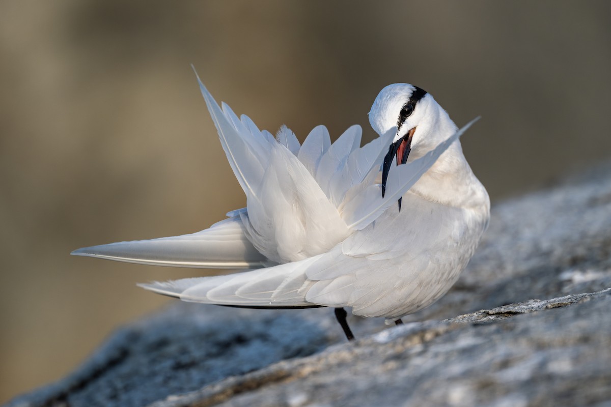 Black-naped Tern - ML617452069