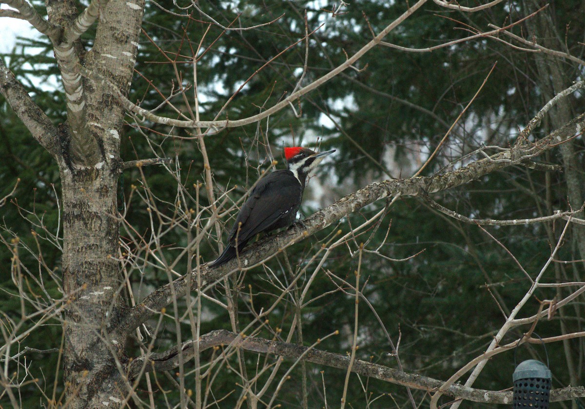 Pileated Woodpecker - ML617452094