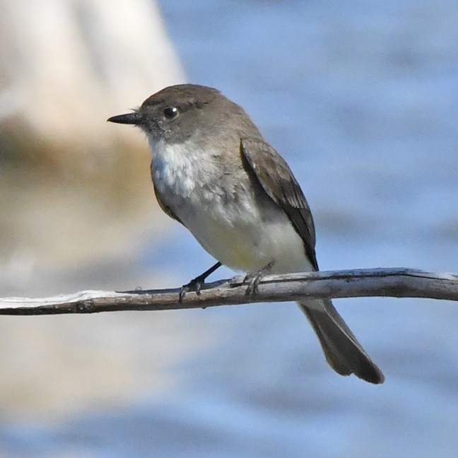 Eastern Phoebe - Denny Granstrand