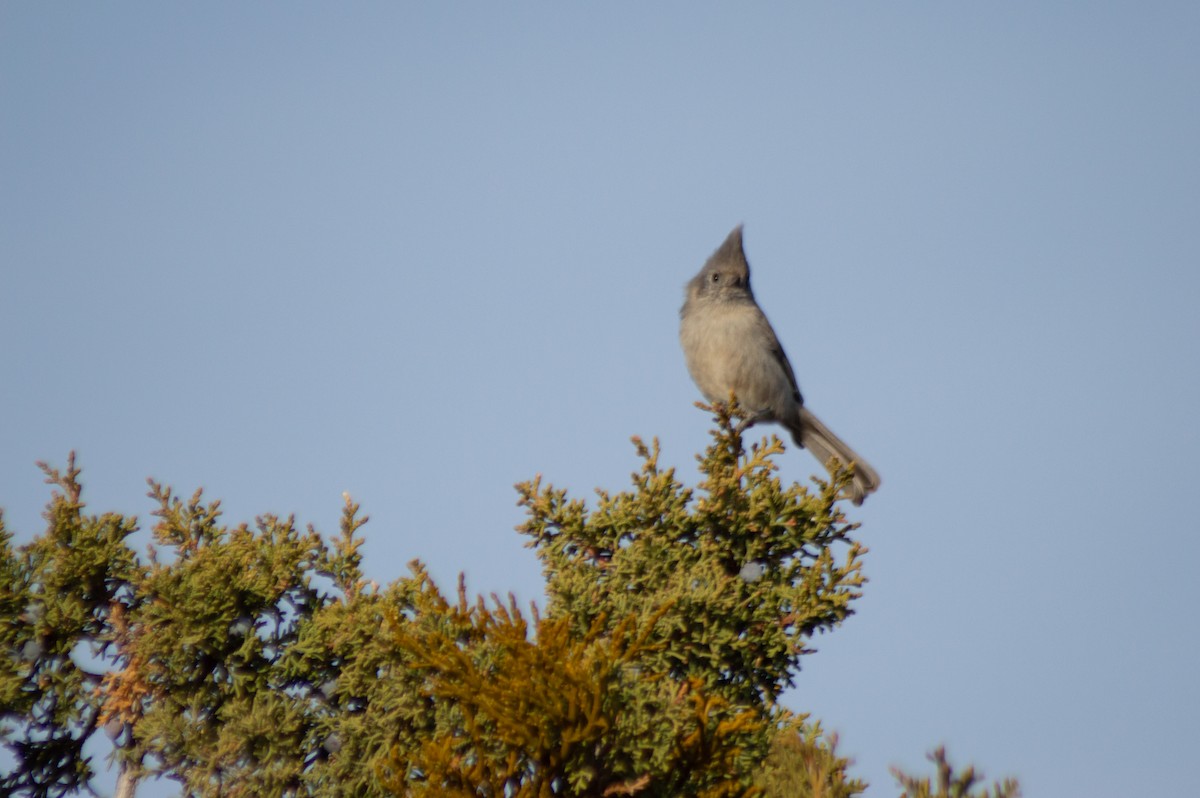 Juniper Titmouse - Trenton Voytko