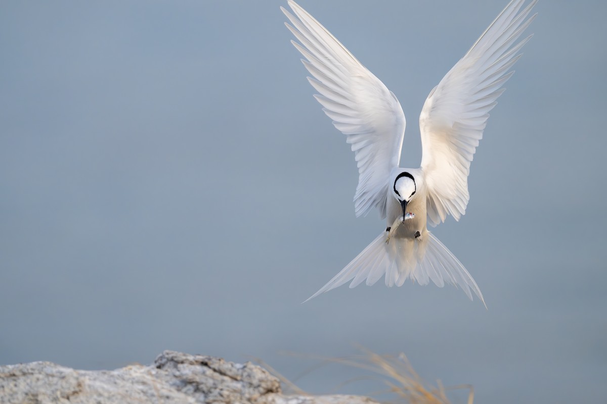 Black-naped Tern - ML617452140