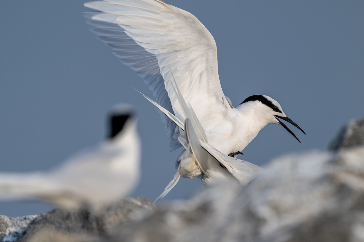 Black-naped Tern - Yifei Zheng