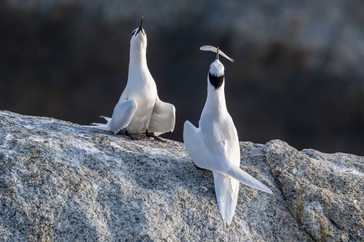 Black-naped Tern - ML617452153