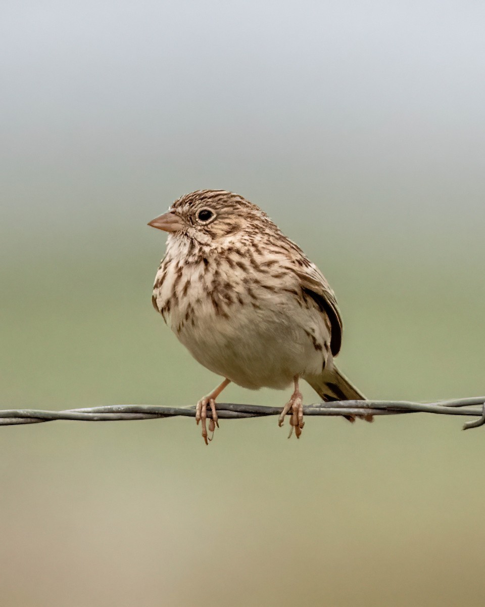 Vesper Sparrow - Alfred Bowles