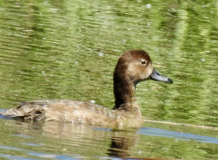 Fuligule à tête rouge - ML617452173