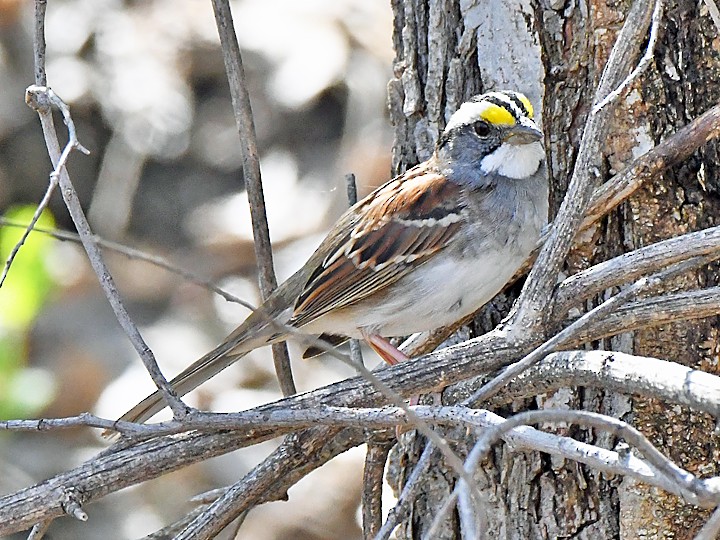 White-throated Sparrow - Denny Granstrand
