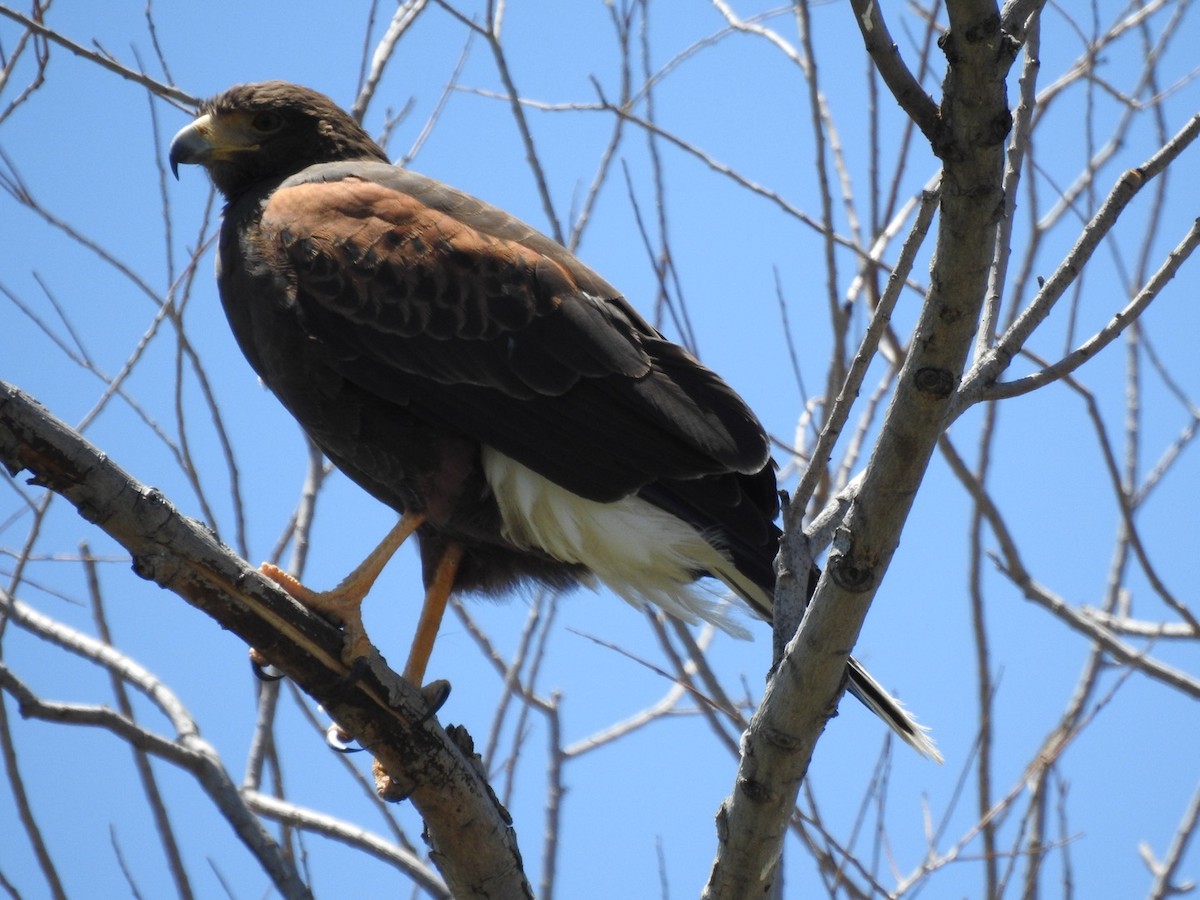 Harris's Hawk - ML617452193