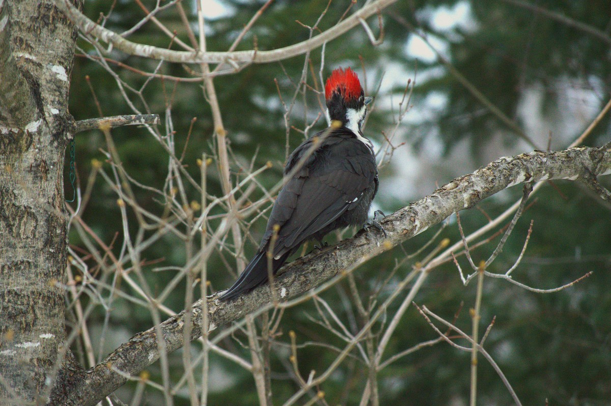 Pileated Woodpecker - ML617452200