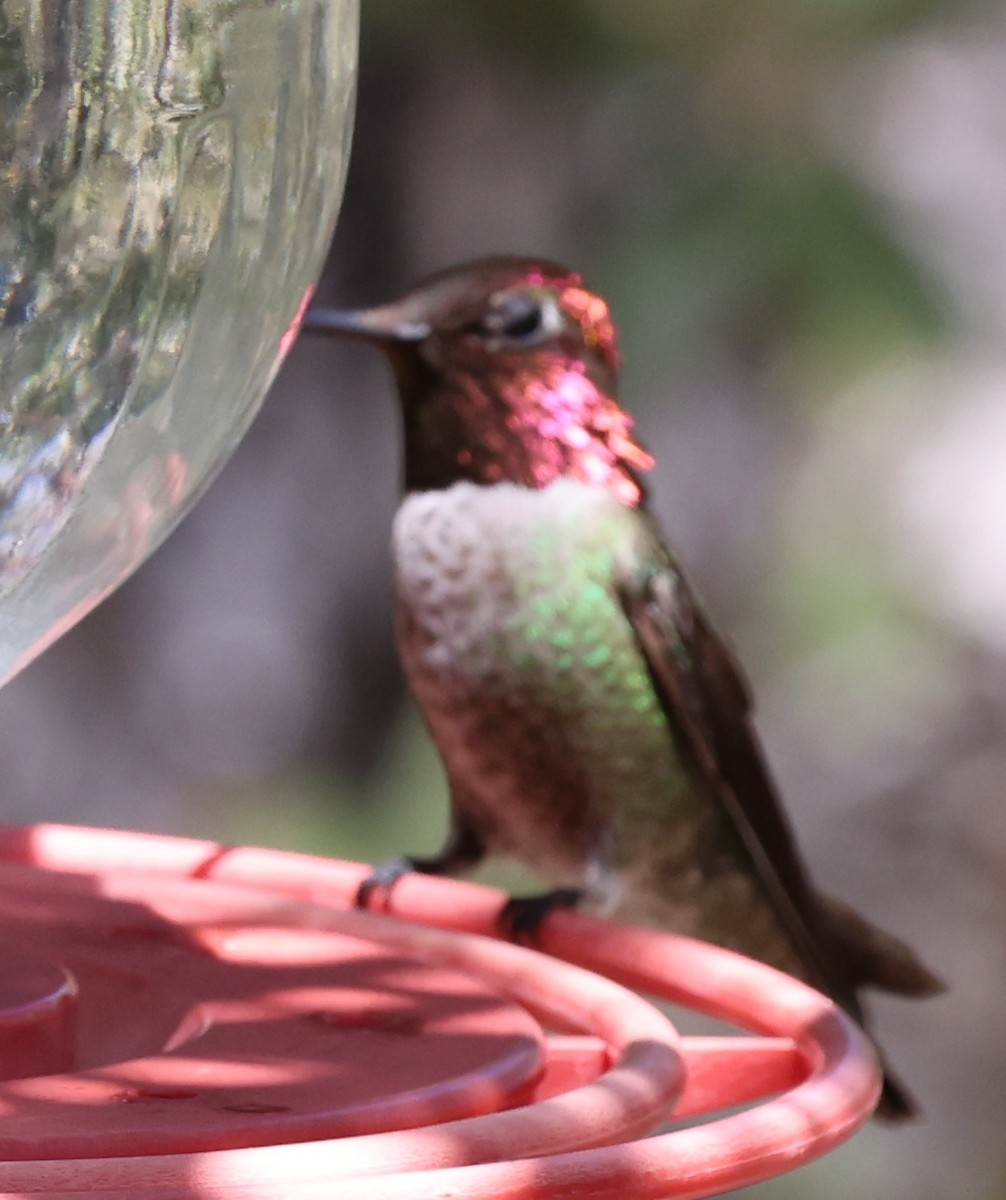 Anna's Hummingbird - ML617452225