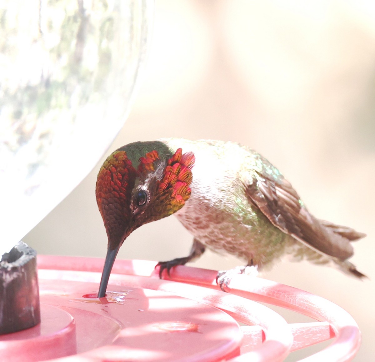 Anna's Hummingbird - ML617452226