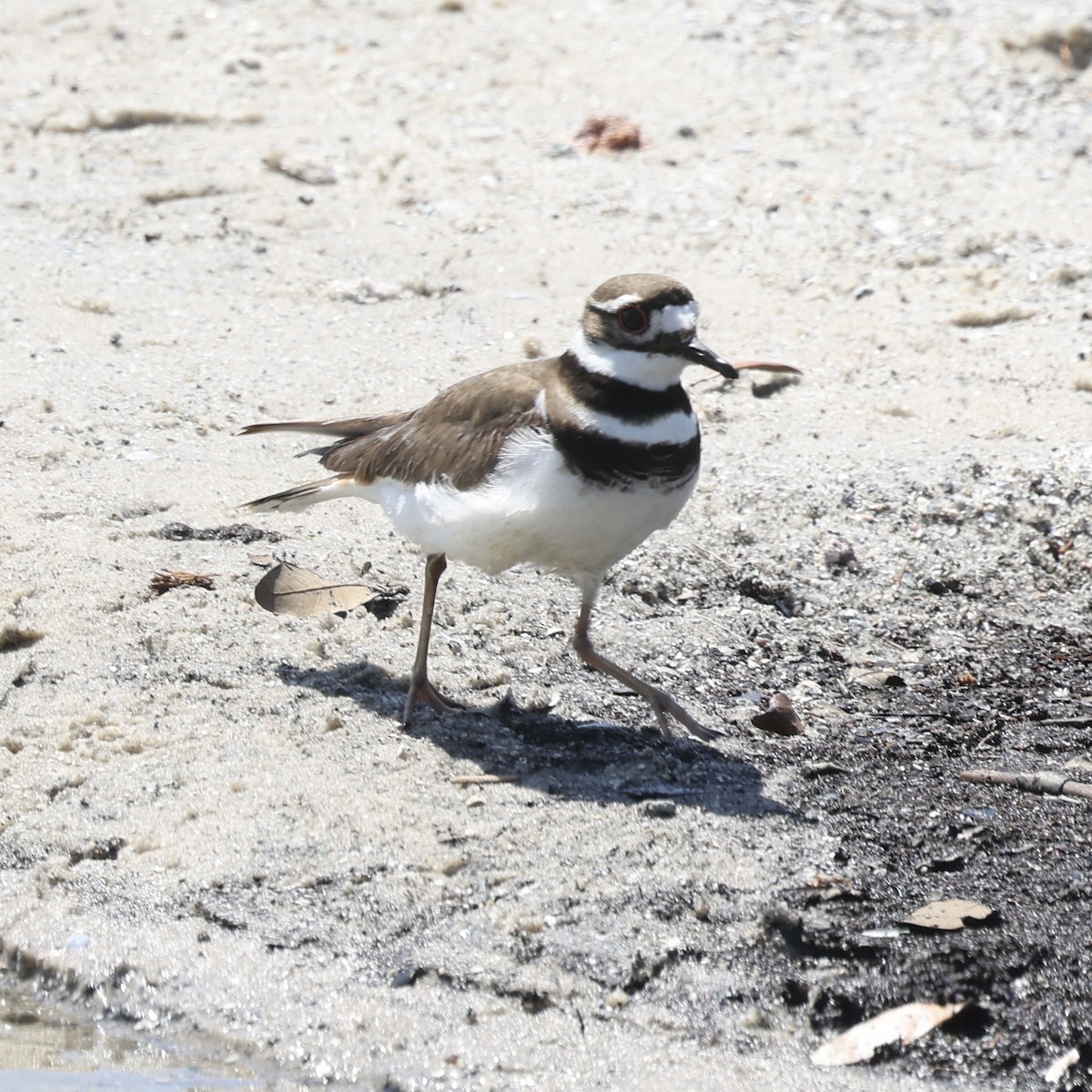 Killdeer - Glenn and Ellen Peterson