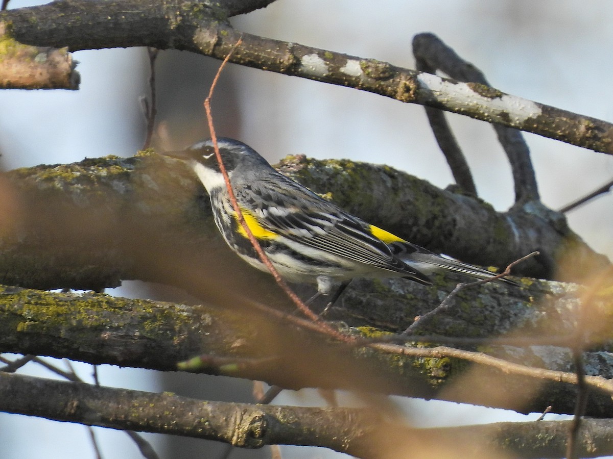 Yellow-rumped Warbler (Myrtle) - ML617452282