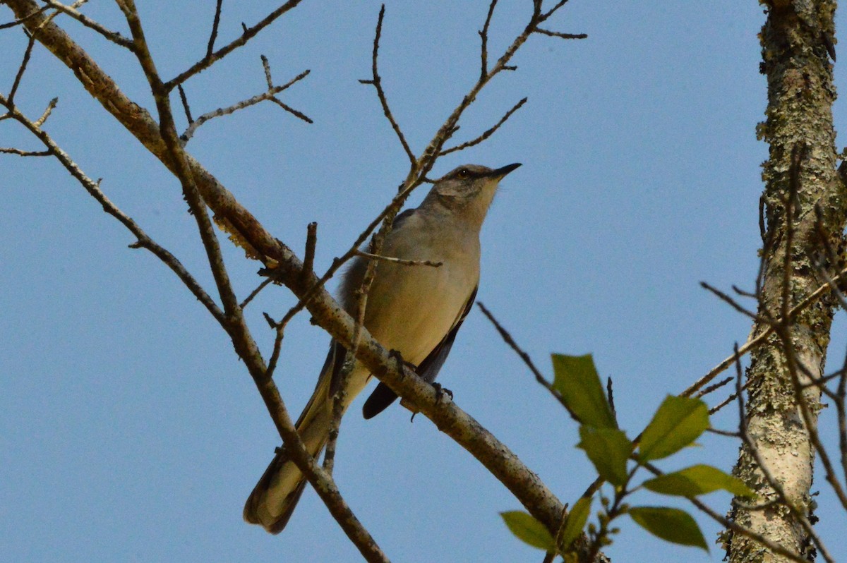 Northern Mockingbird - ML617452293