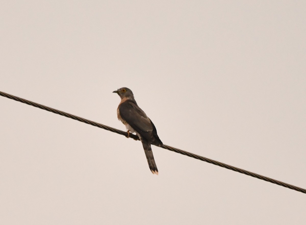 Common Hawk-Cuckoo - ML617452323