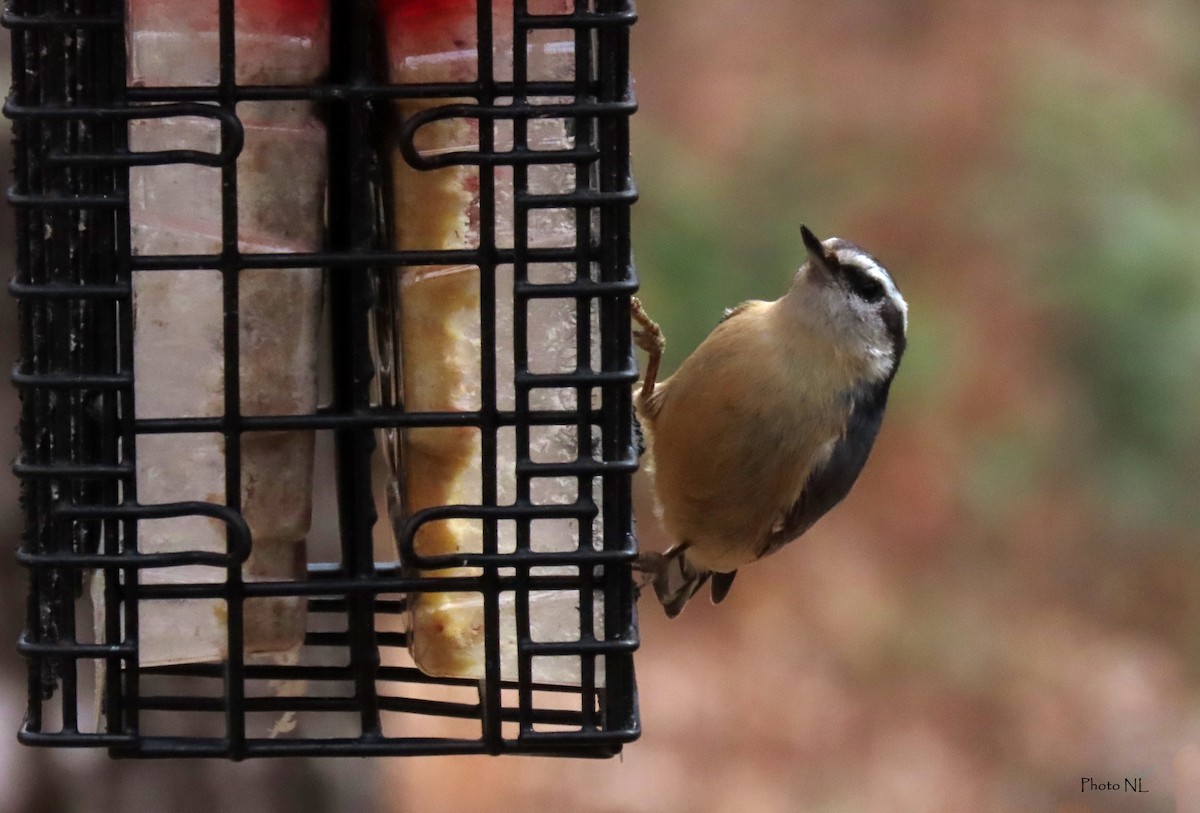 Red-breasted Nuthatch - ML617452358