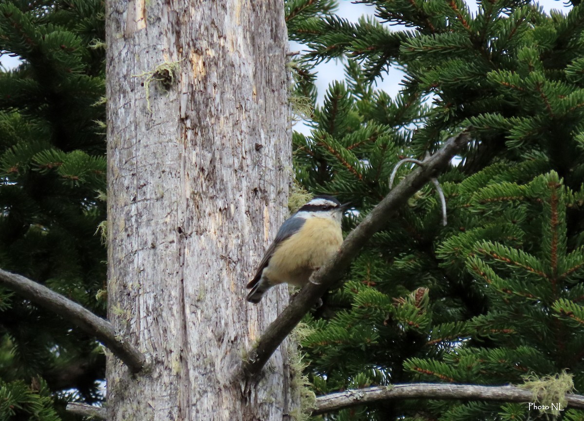 Red-breasted Nuthatch - ML617452359
