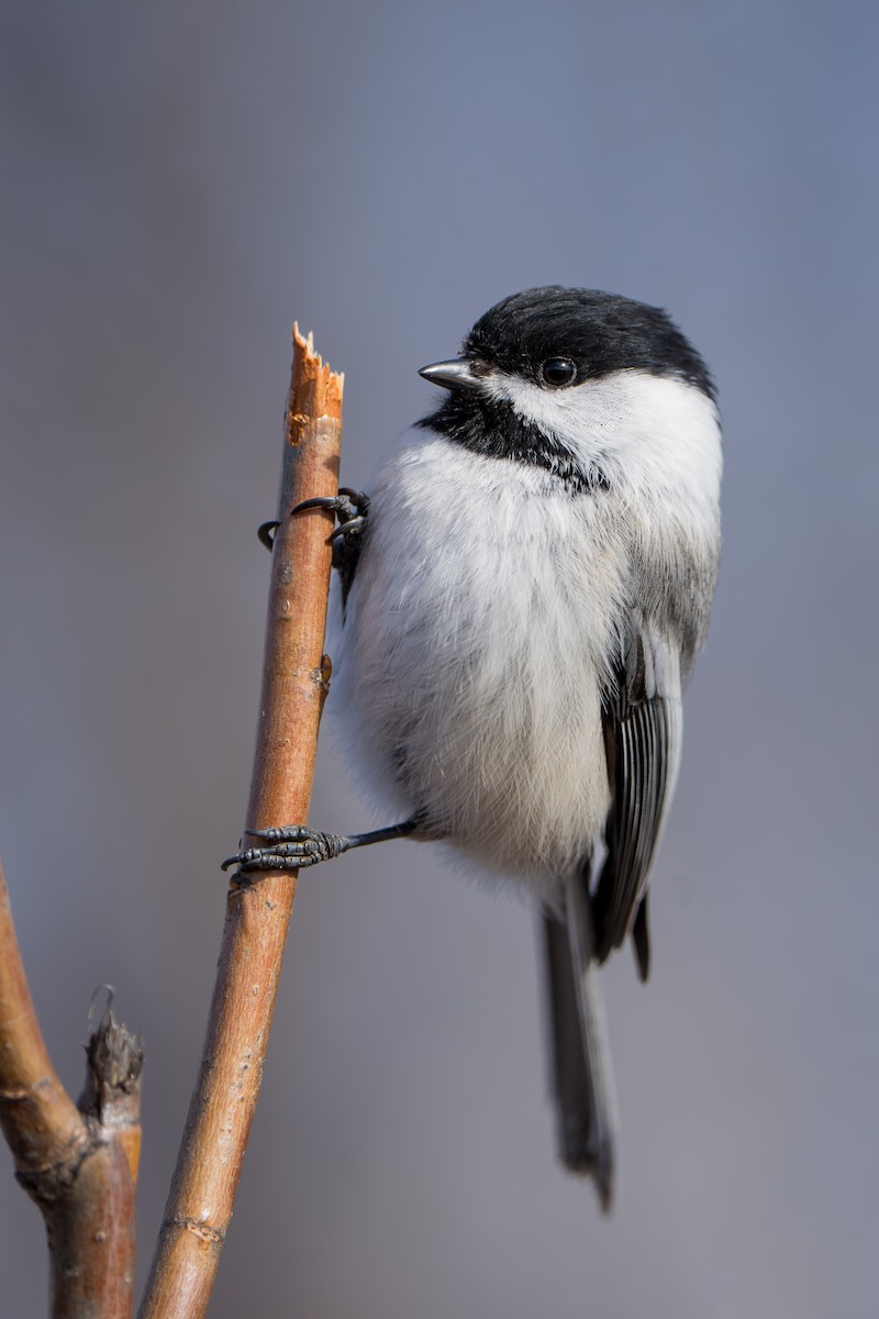 Black-capped Chickadee - ML617452413