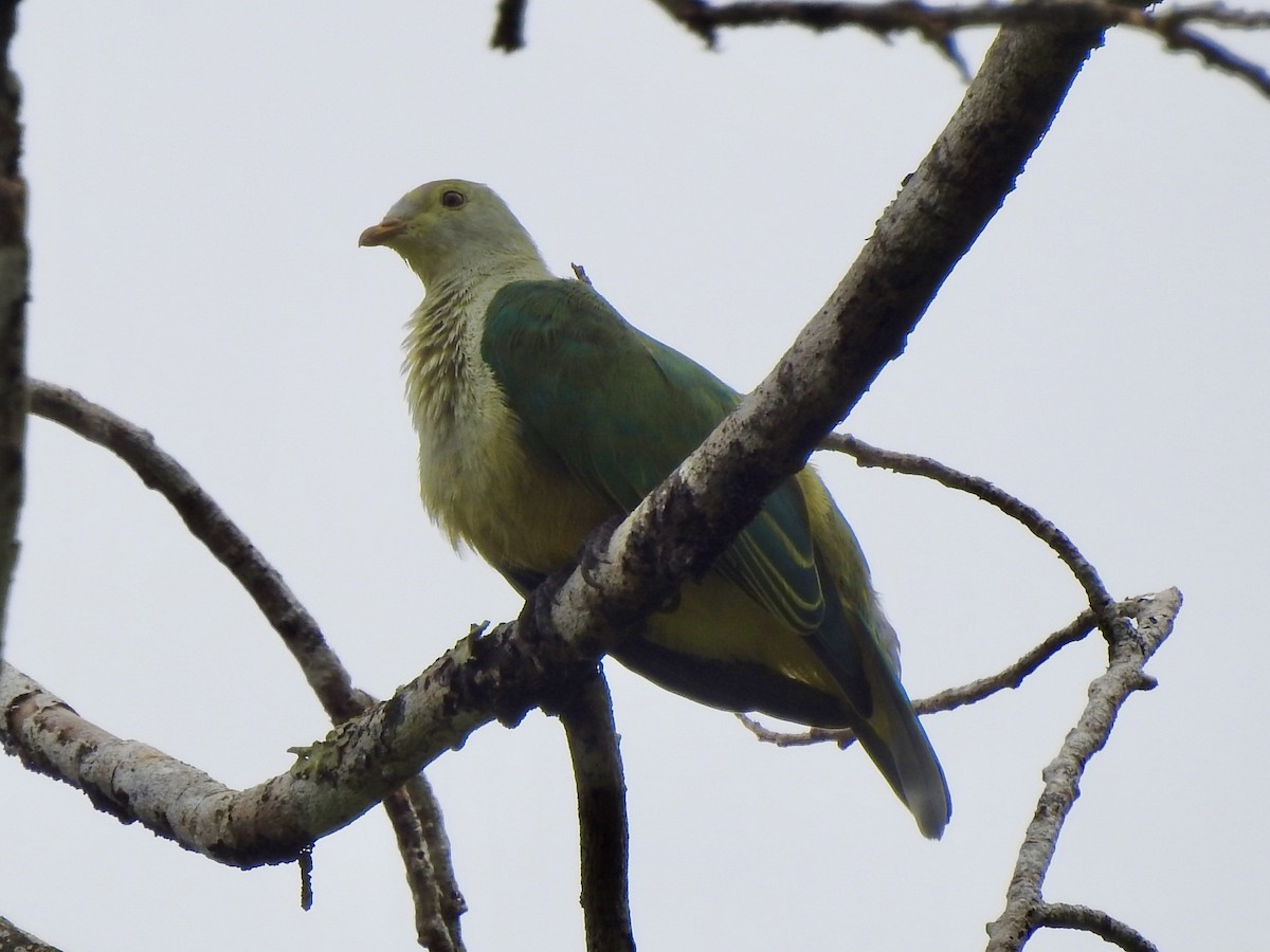 Raiatea Fruit-Dove - Noam Markus