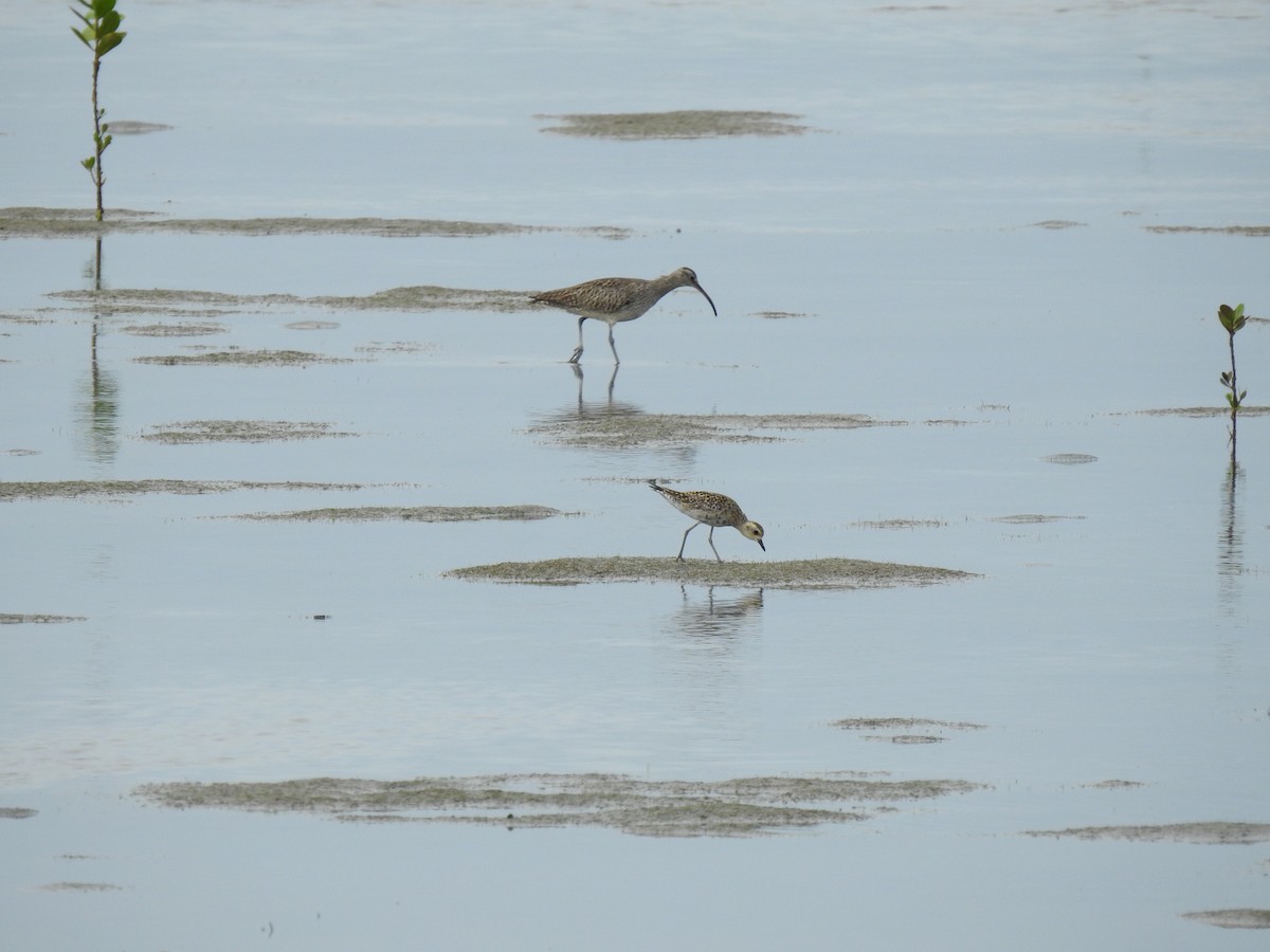 Gray-tailed Tattler - ML617452443