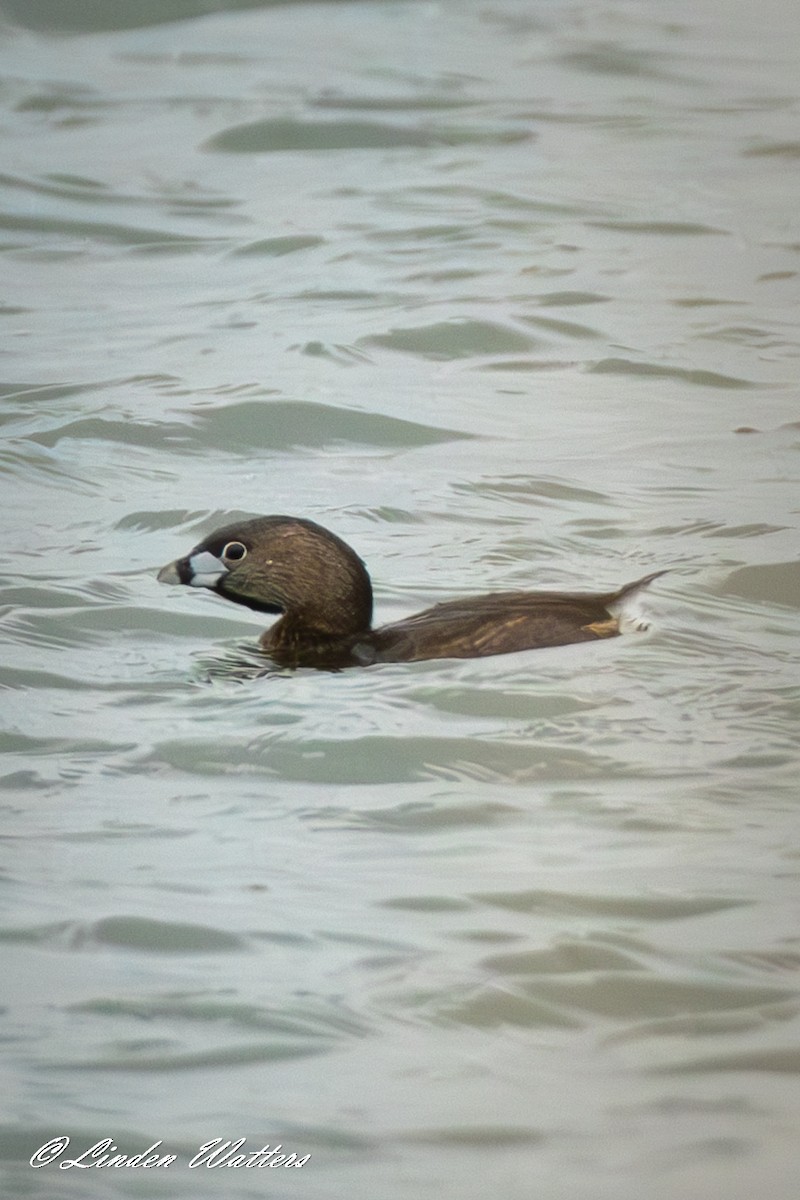 Pied-billed Grebe - ML617452466