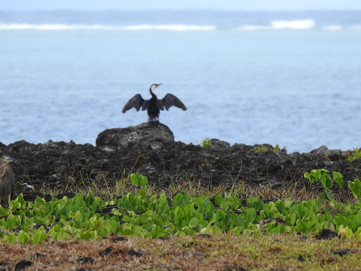 Little Pied Cormorant - ML617452471