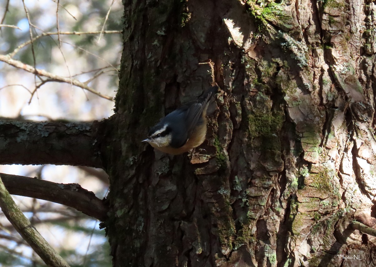 Red-breasted Nuthatch - ML617452475