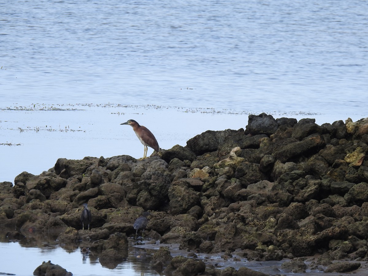 Nankeen Night Heron - ML617452490