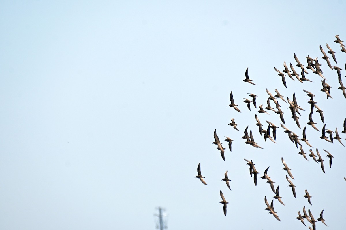 Pectoral Sandpiper - ML617452491