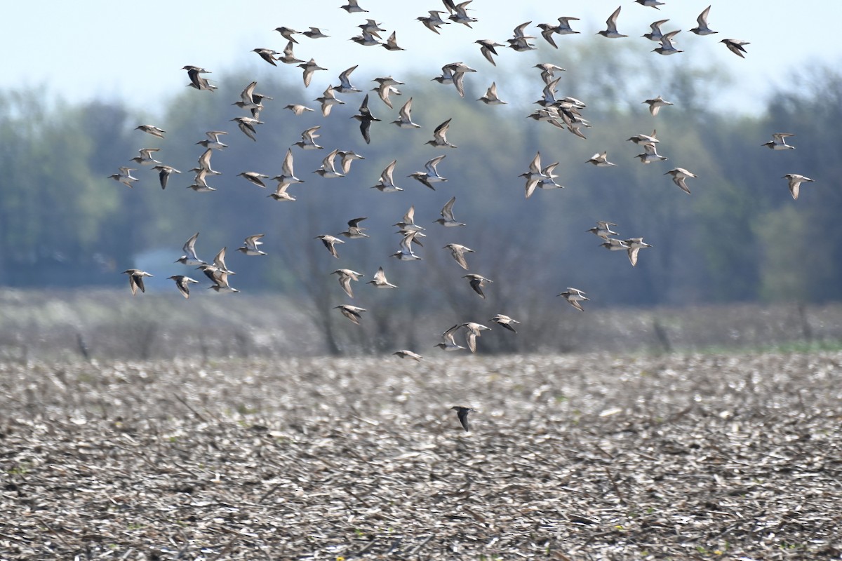 Pectoral Sandpiper - ML617452492