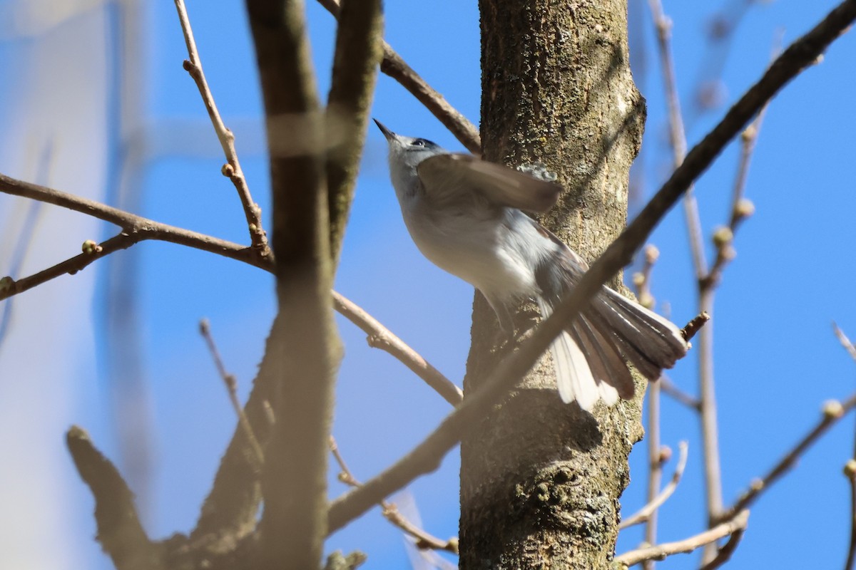 Blue-gray Gnatcatcher - ML617452493