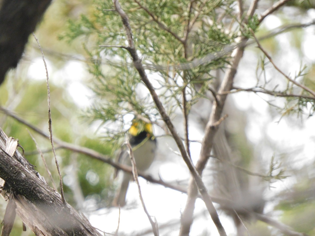 Golden-cheeked Warbler - ML617452544