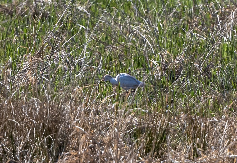 Western Cattle Egret - John Longhenry