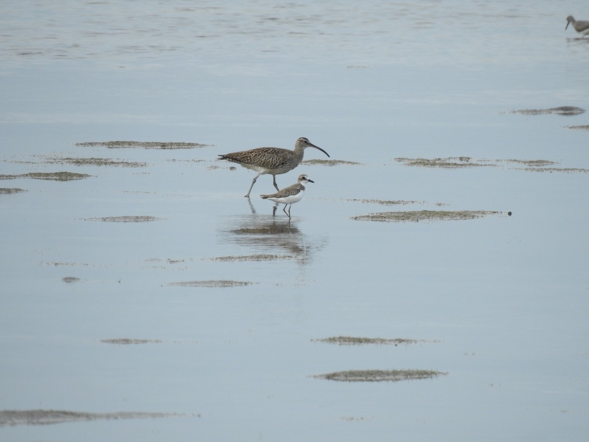 Whimbrel - Ann Kitalong