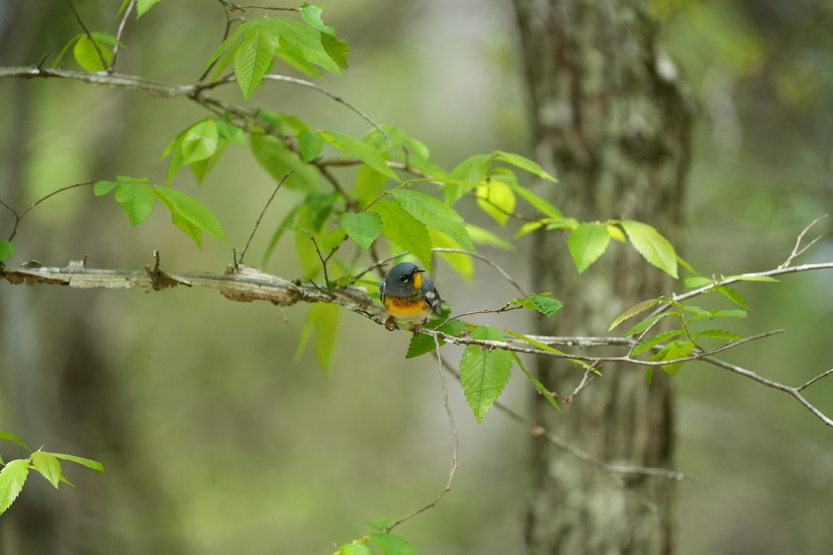 Northern Parula - ML617452631