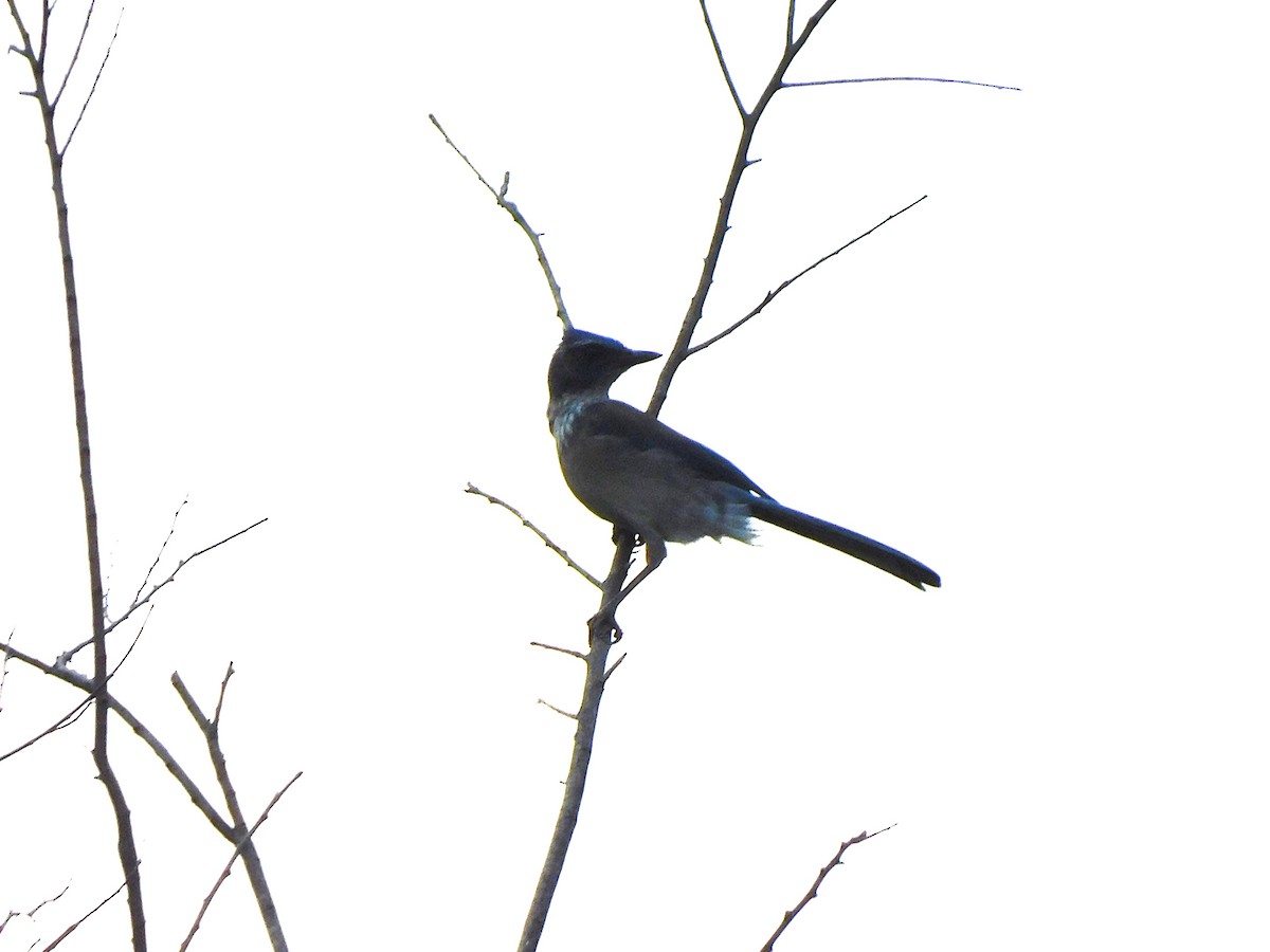 Woodhouse's Scrub-Jay - ML617452655