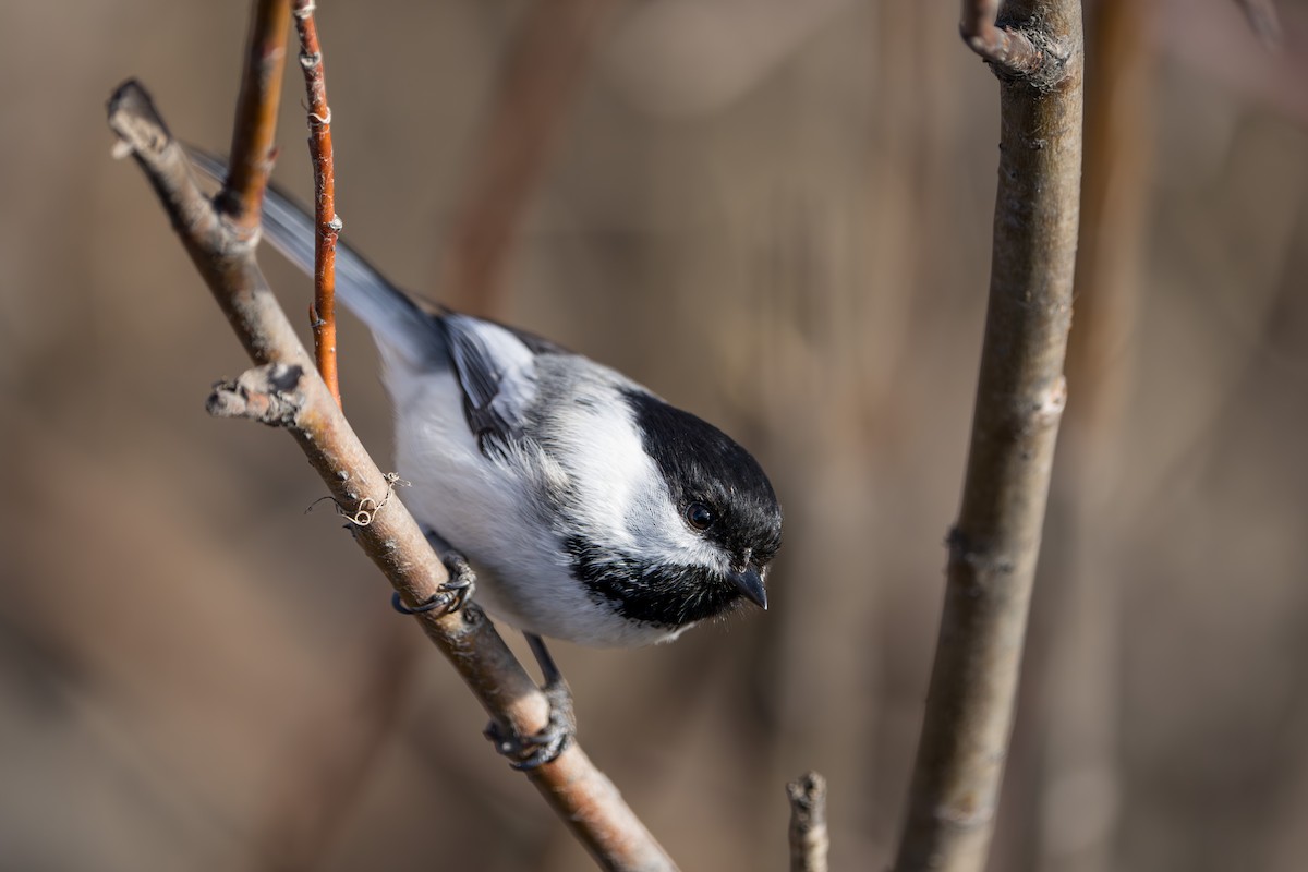 Mésange à tête noire - ML617452674