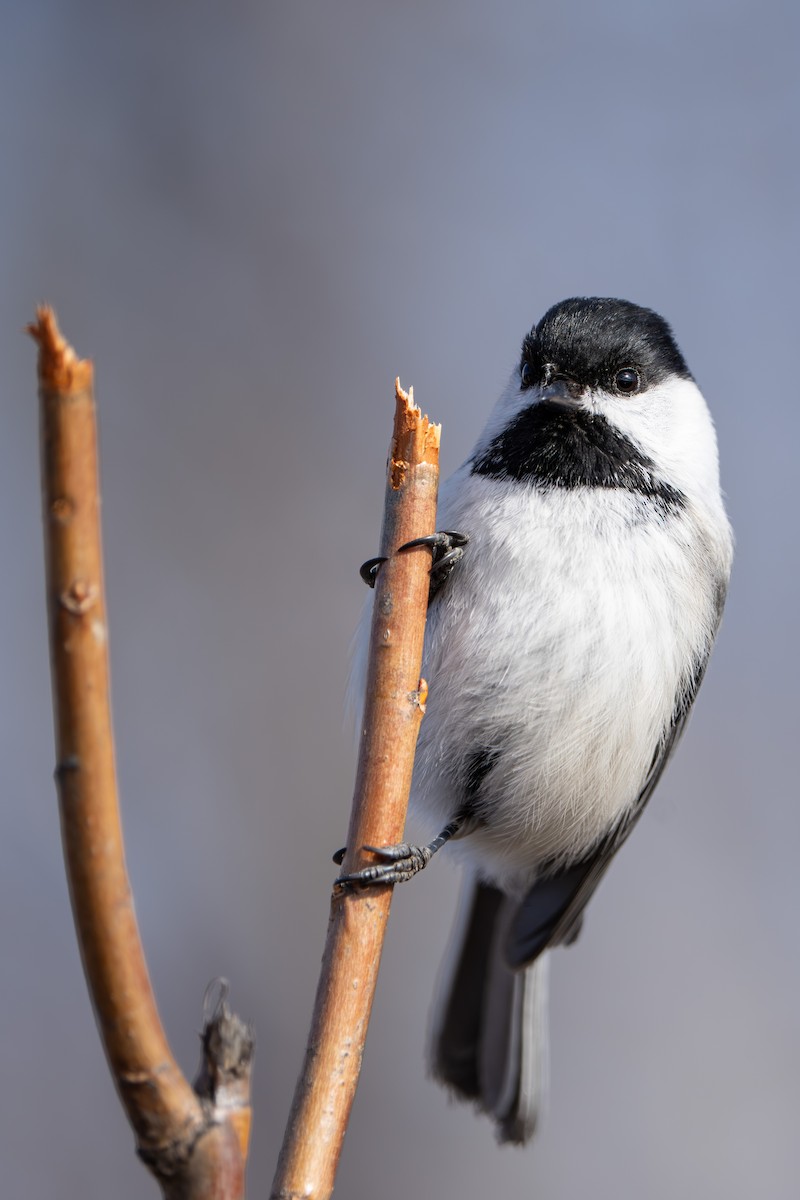 Black-capped Chickadee - ML617452696