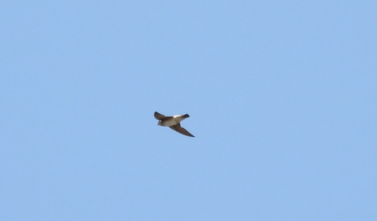 Chestnut-collared Swallow - Fernando Angulo - CORBIDI