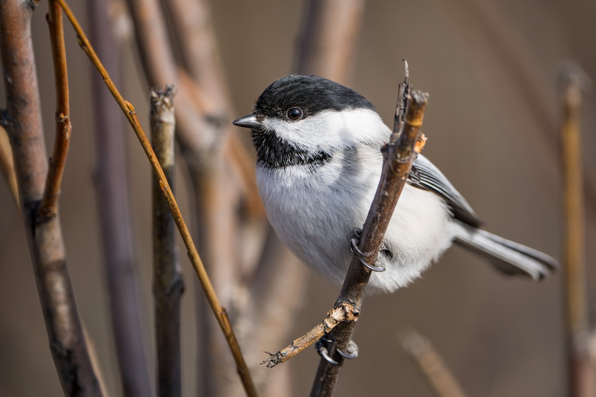 Black-capped Chickadee - ML617452704