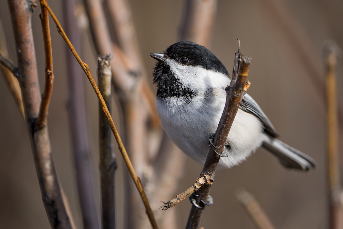 Black-capped Chickadee - ML617452705