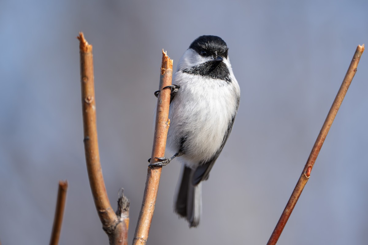 Black-capped Chickadee - Marc Kramer (Birding by Bus)